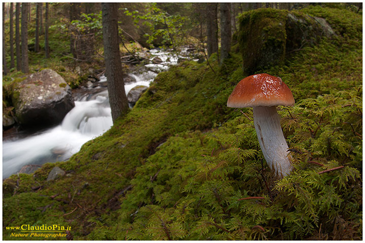 fungo, mushroom, funghi, lamelle, gills, fungi, fungus, cortinarius, setas, mushrooms, Trentino